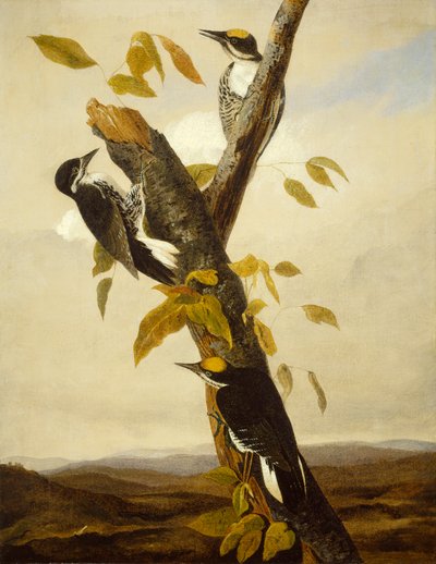 Pica-pau-de-três-dedos-de-dorso-preto, 1831-3 (lápis e óleo sobre tela) de John James Audubon
